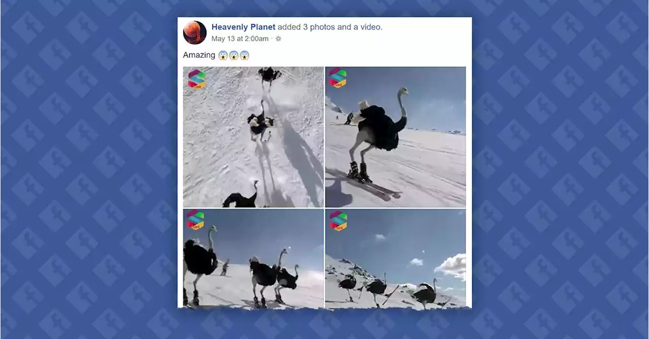 Are These Skiing Ostriches Real?