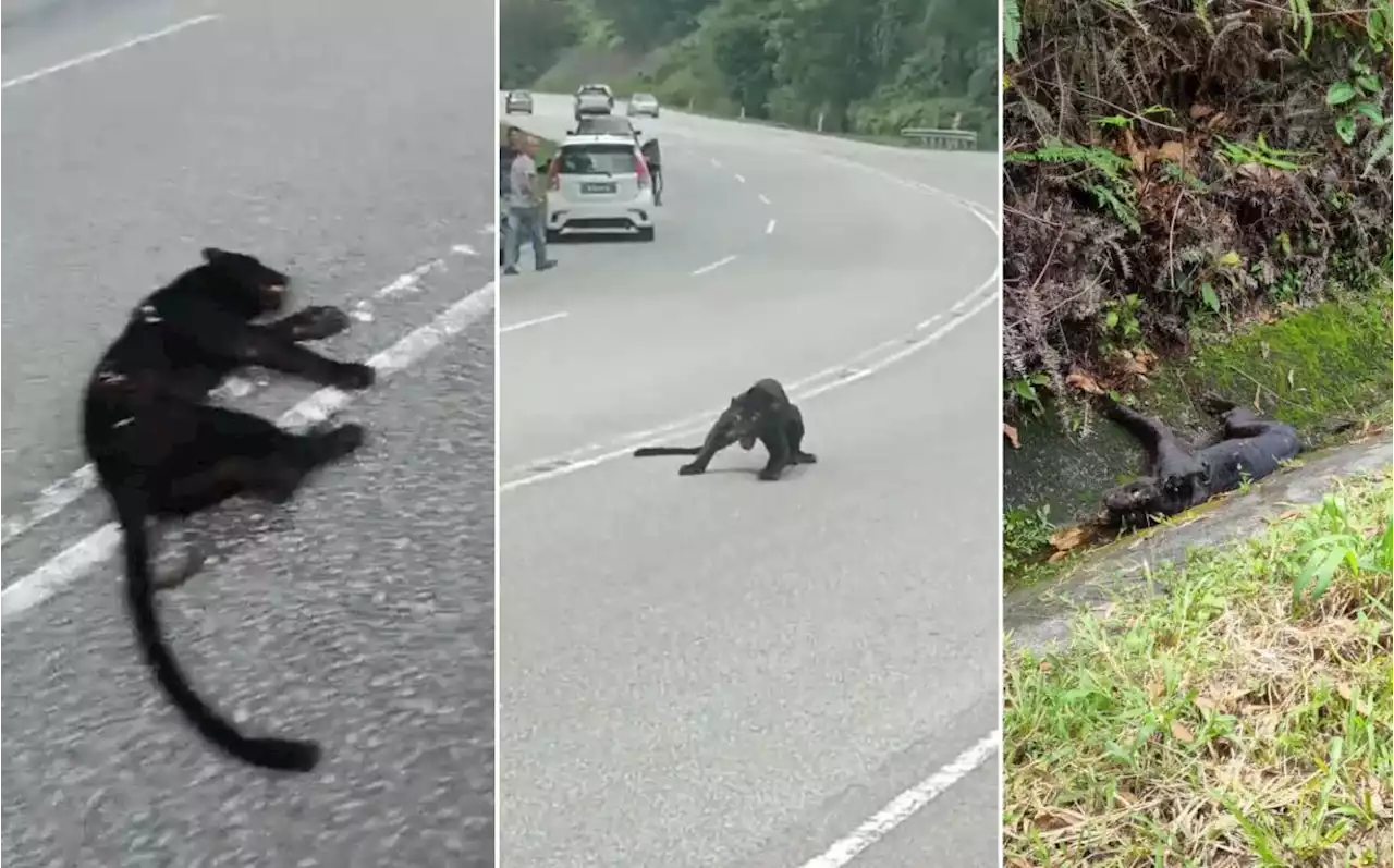 Panther killed after being hit by MPV in Seremban