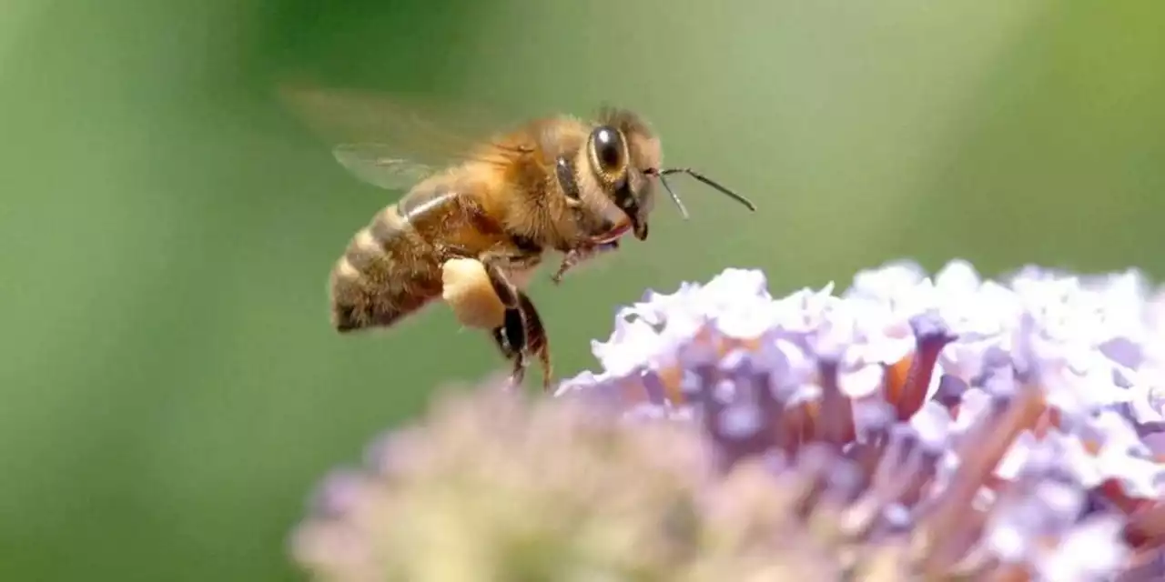 Journée mondiale des abeilles ce samedi : qui l’a inventée, depuis quand et pourquoi ?