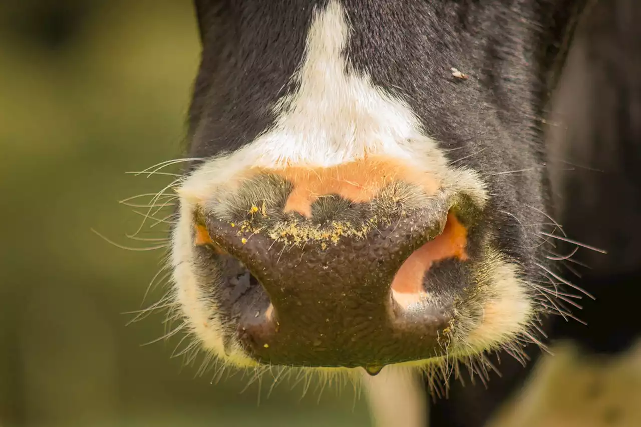 CHARLEBOIS: Mad cow disease rocked Canada's beef industry 20 years ago