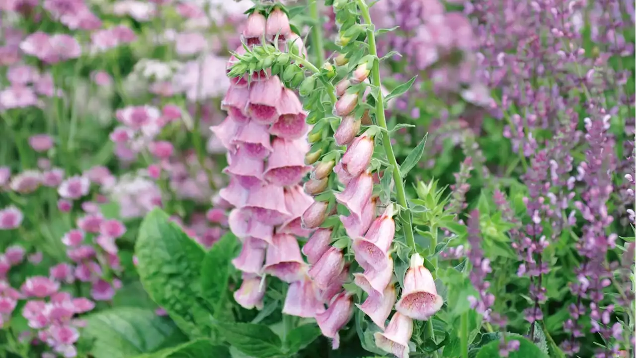 Cosa piantare a maggio (e altre attività di giardinaggio per questo mese)