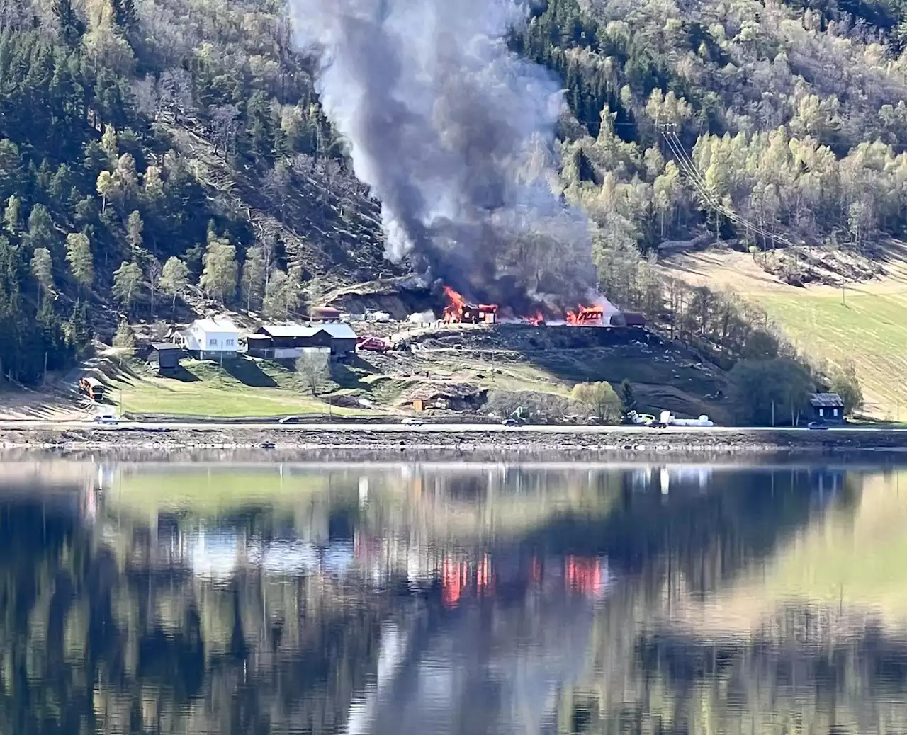 Sauefjøs med flere hundre dyr i full fyr