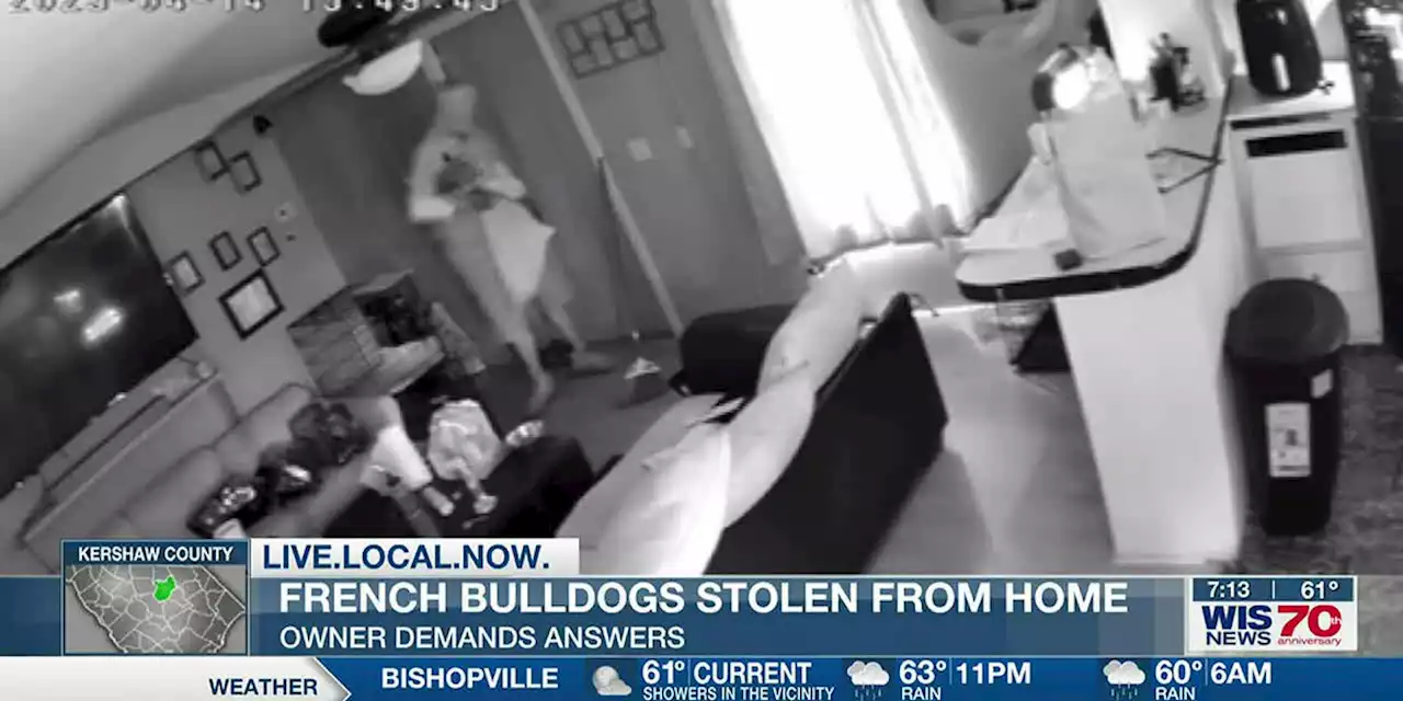 CAUGHT ON VIDEO: Masked suspect seen taking bulldogs, putting them in pillowcase