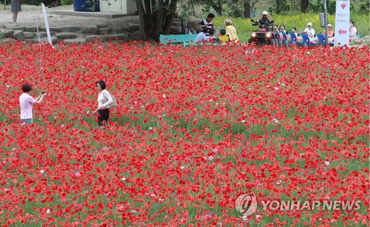 '알록달록 피어난 강원'…도내 곳곳 봄꽃 축제 풍성 | 연합뉴스