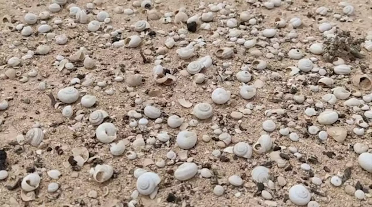 Descubre el secreto de las sorprendentes alfombras de caracoles que cubren Lanzarote y Fuerteventura