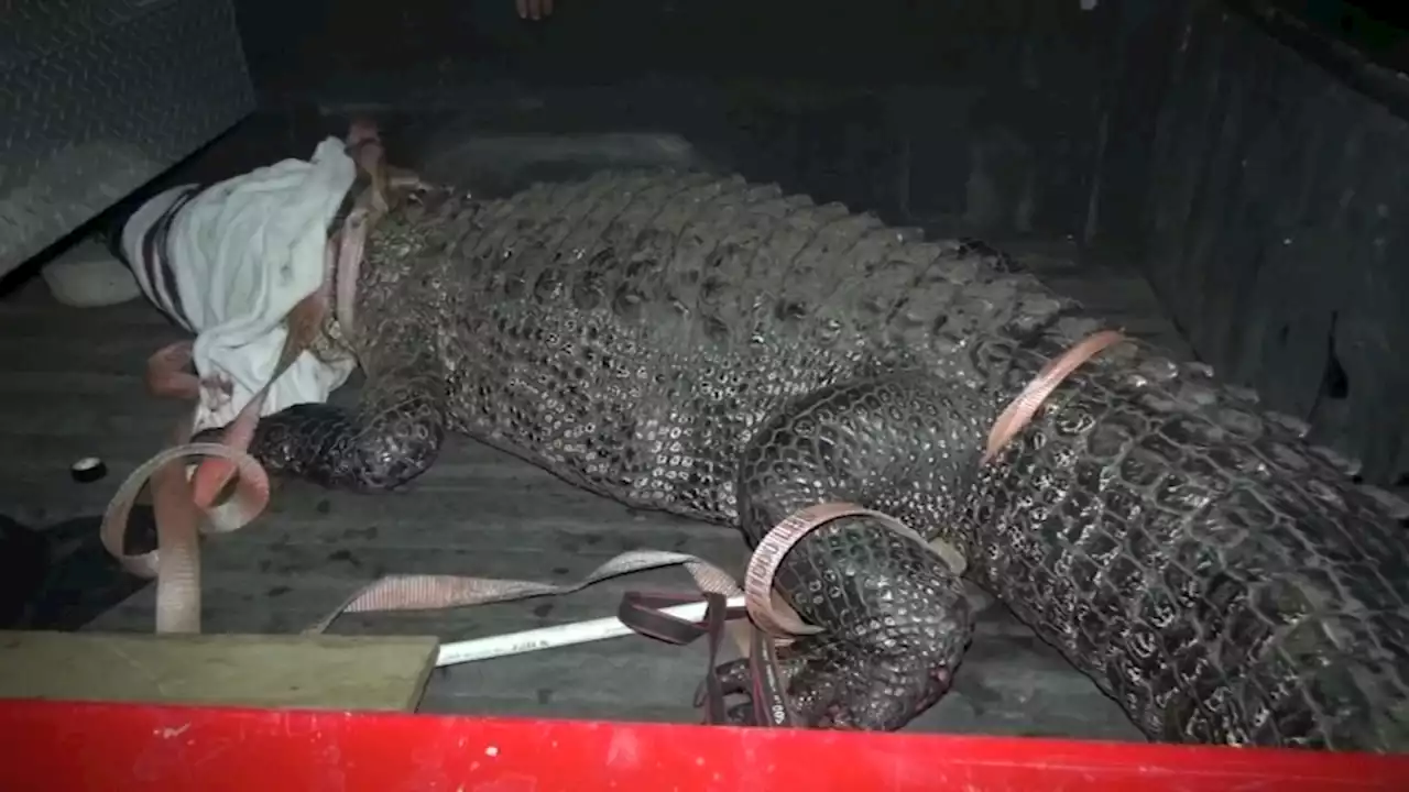 'I saw his eyes': Driver spots 11-foot alligator roaming in Missouri City neighborhood