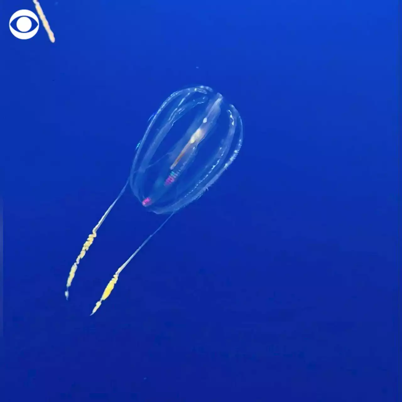 New research hints that comb jelly may be Earth's oldest animal