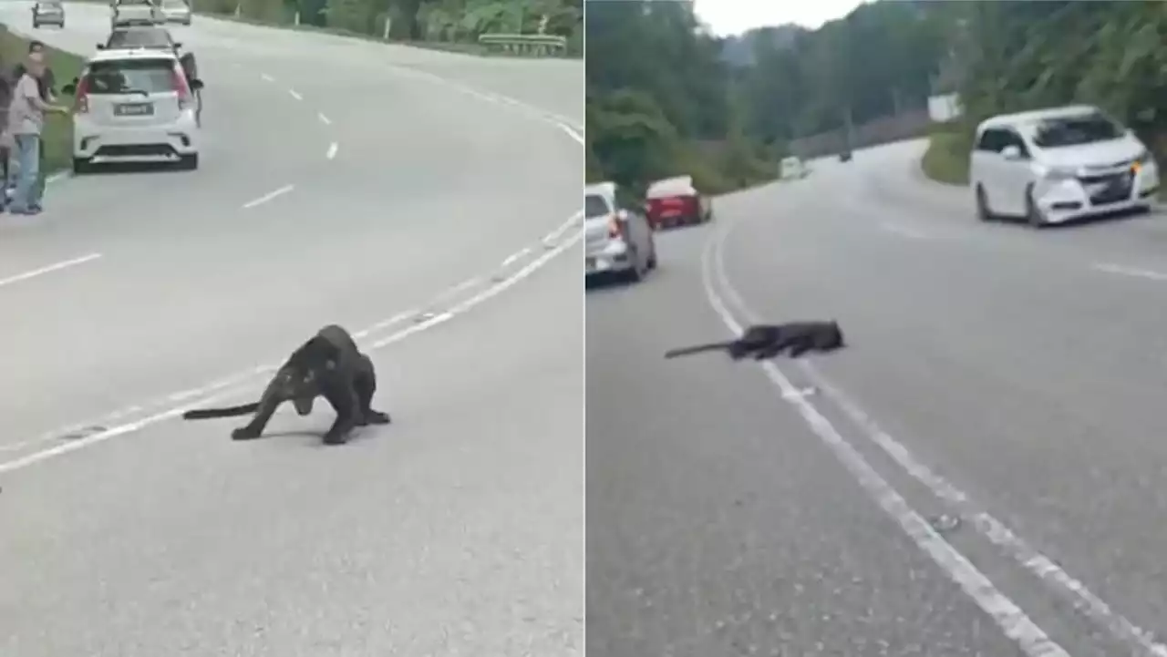 Black panther dies after being hit by car in Malaysia