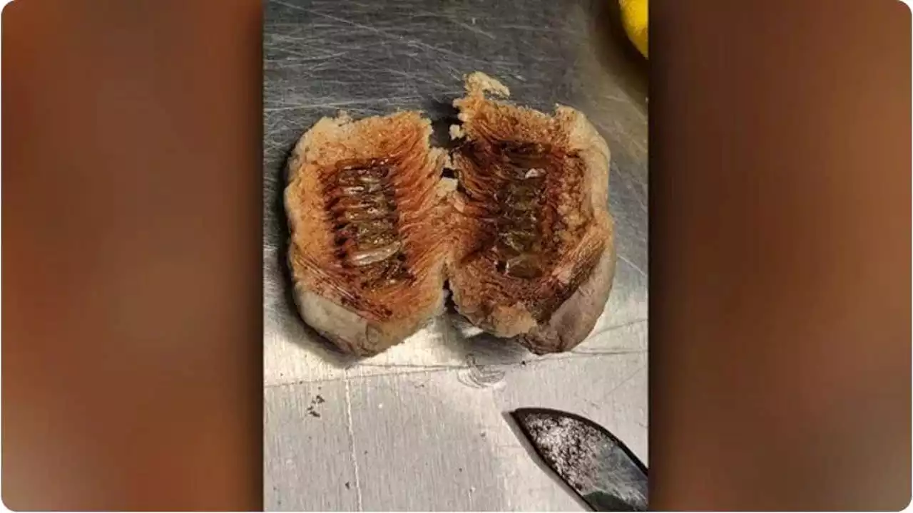 630 live insect larvae found hidden in artificial flowers at New York airport, officials say