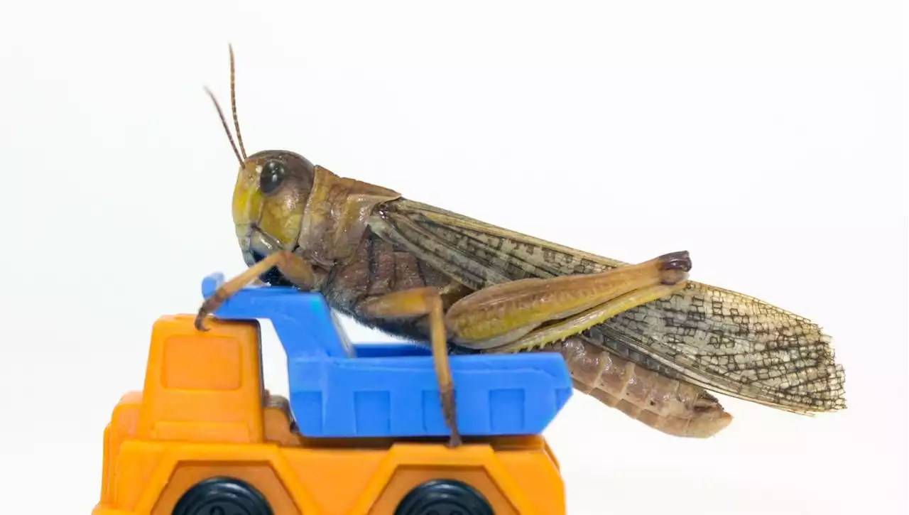 Des chercheurs se sont inspirés des insectes pour créer un détecteur anti-collision