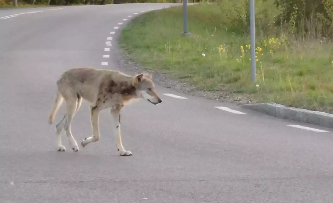 Här springer vargen fritt i Mölndal