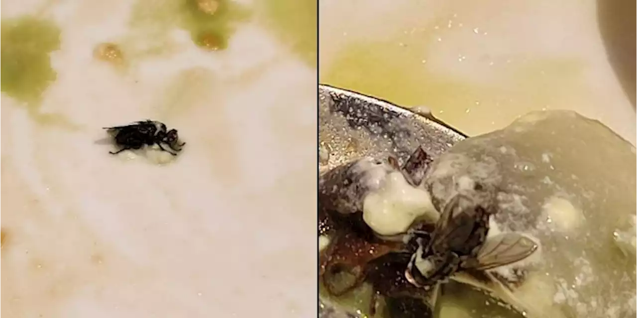 Customer 'horrified' to find fly in latte - Singapore News