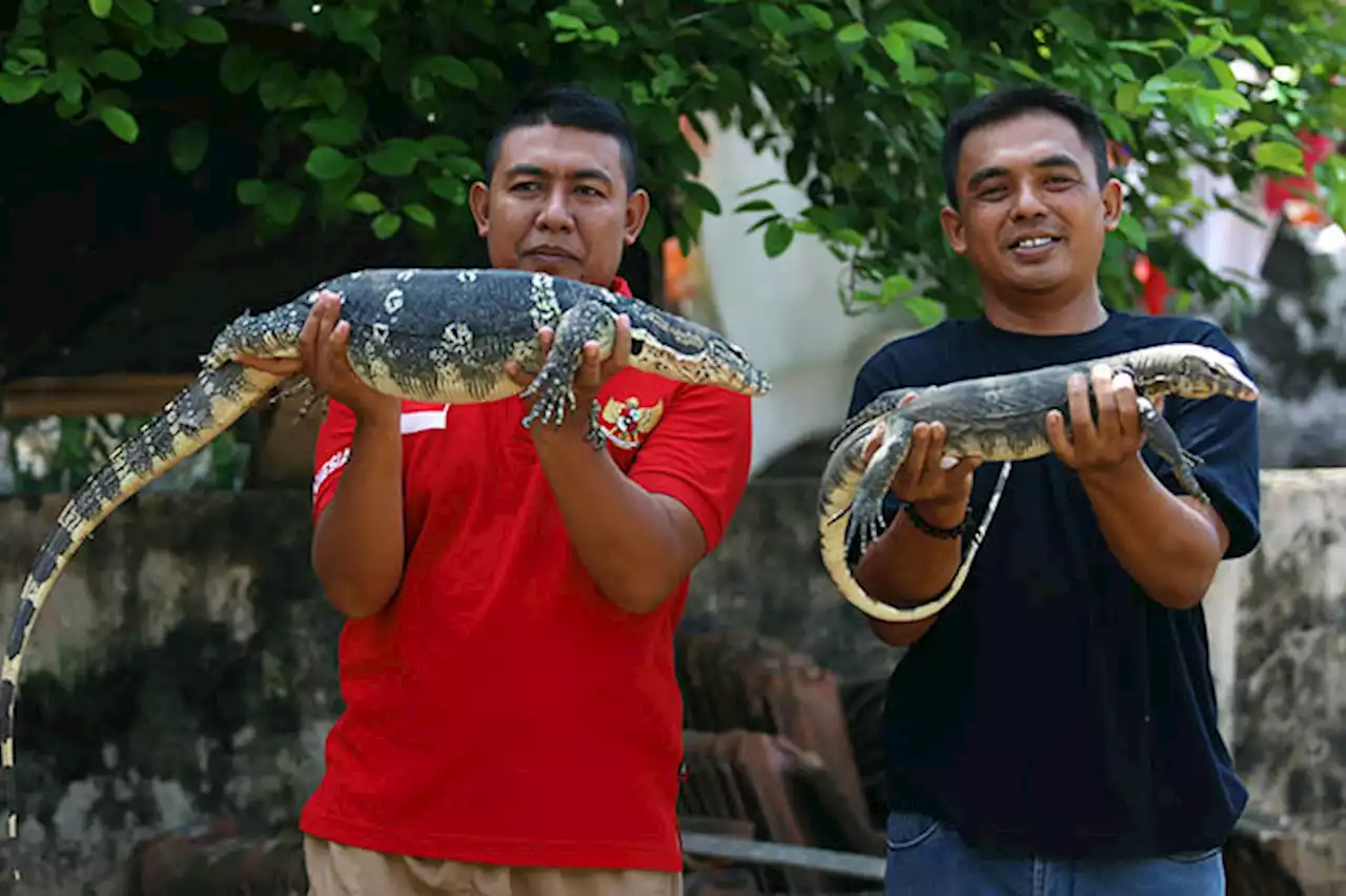 Pelihara Biawak, Pria asal Probolinggo Ini Sudah Kebal Dinyinyiri