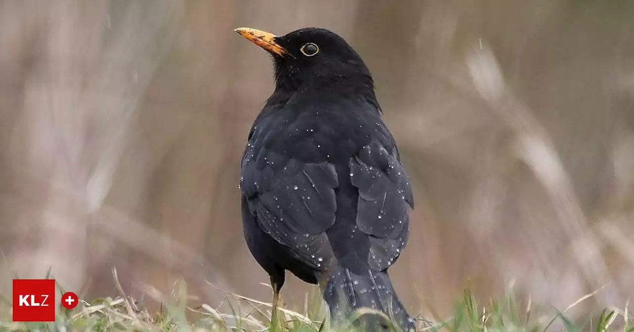 Zum Anlocken: Warum Vogelstimmen aus dem Handy für Vögel gefährlich werden können