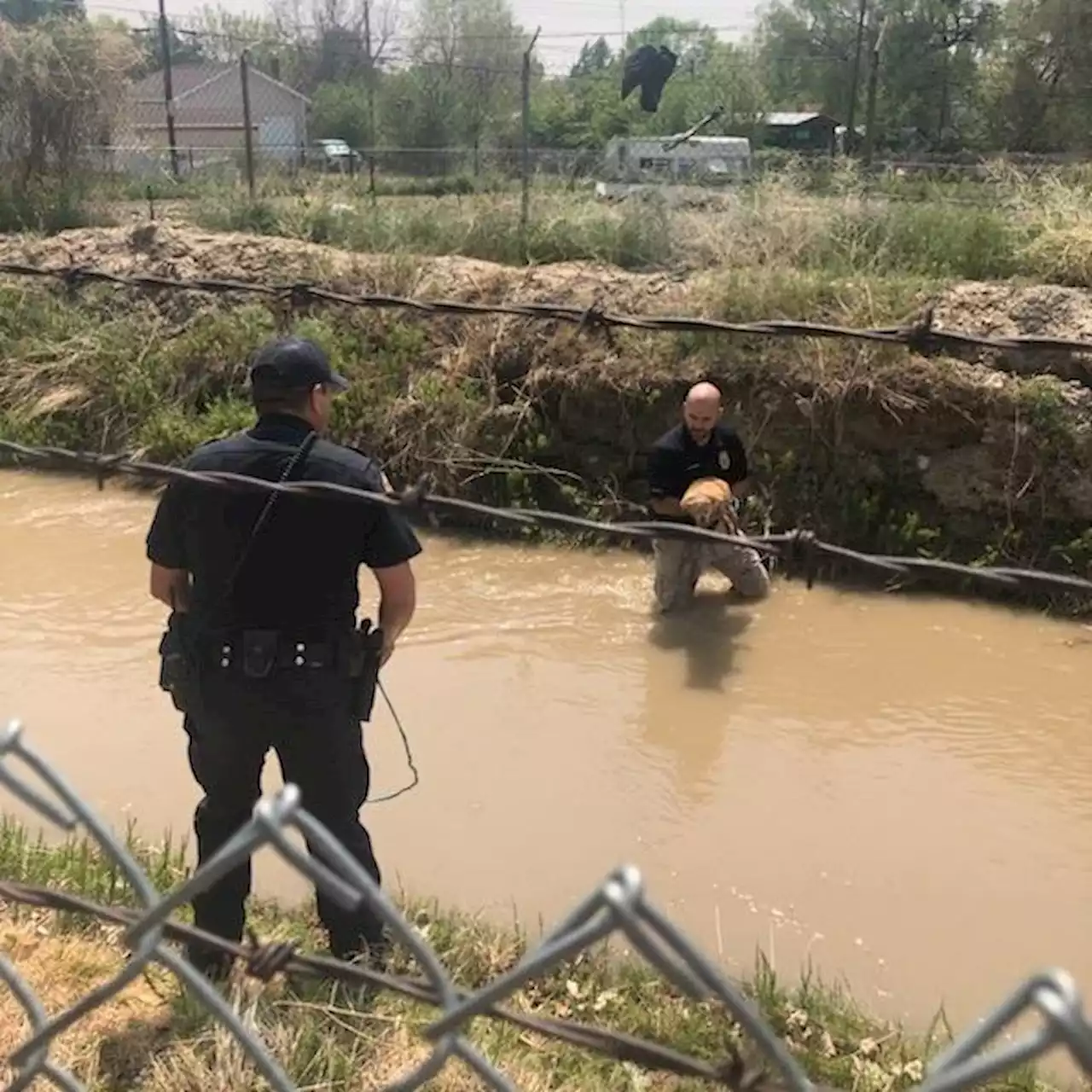 Chihuahua rescued after seen trapped in high-flowing water of canal in Carbon County