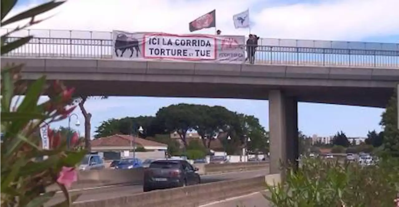 Pérols : le retour de la corrida est interdit