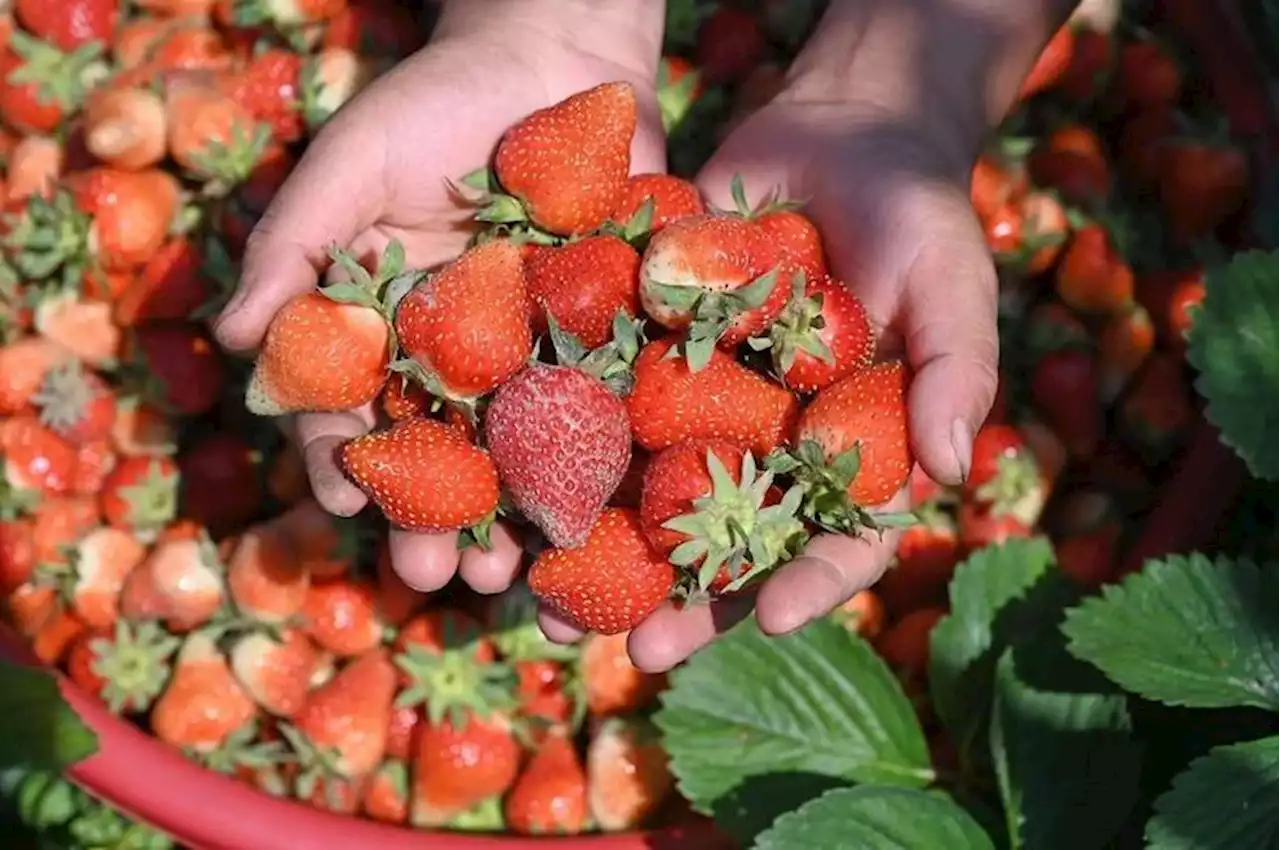 Souveraineté alimentaire : comment la grande distribution bousille la fraise française