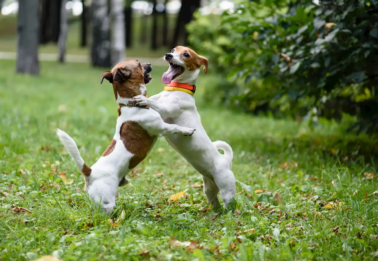 Hysterical moment dog pretends to be dead during playfight: 'Paid actor'