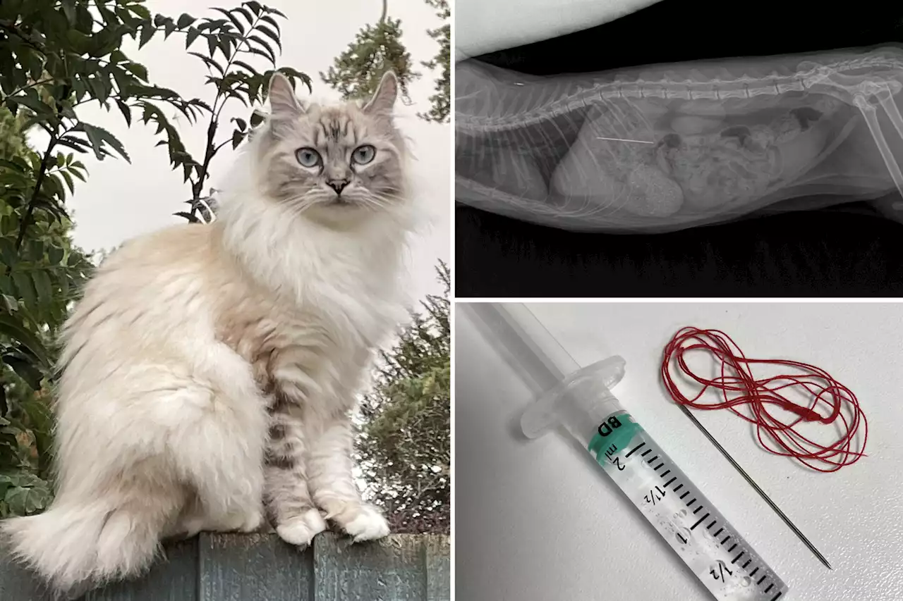 My cat swallowed a two-inch long needle and thread – ‘It all happened so fast’