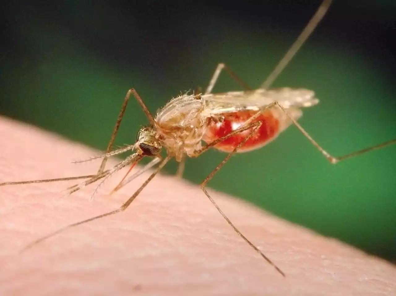 How mosquitoes use your body chemistry to pick you for their next meal