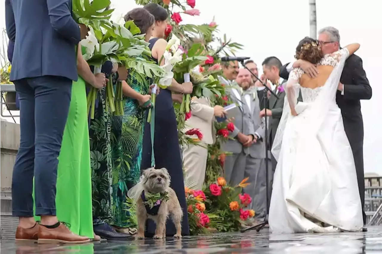 Flower dog, mutt-of-honor, best pooch. Philly’s Bow Wow Weddings gets them all to the church on time