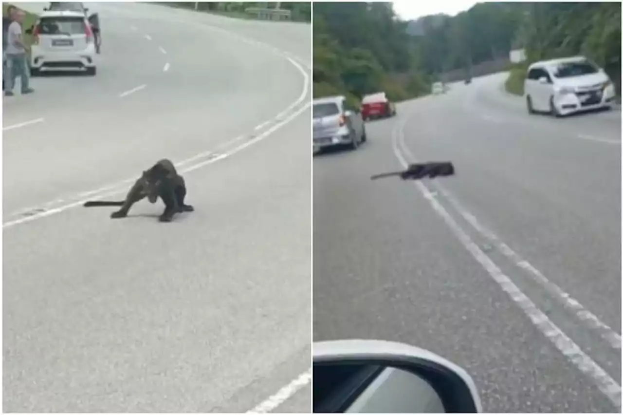 Black panther dies after road accident in Malaysia