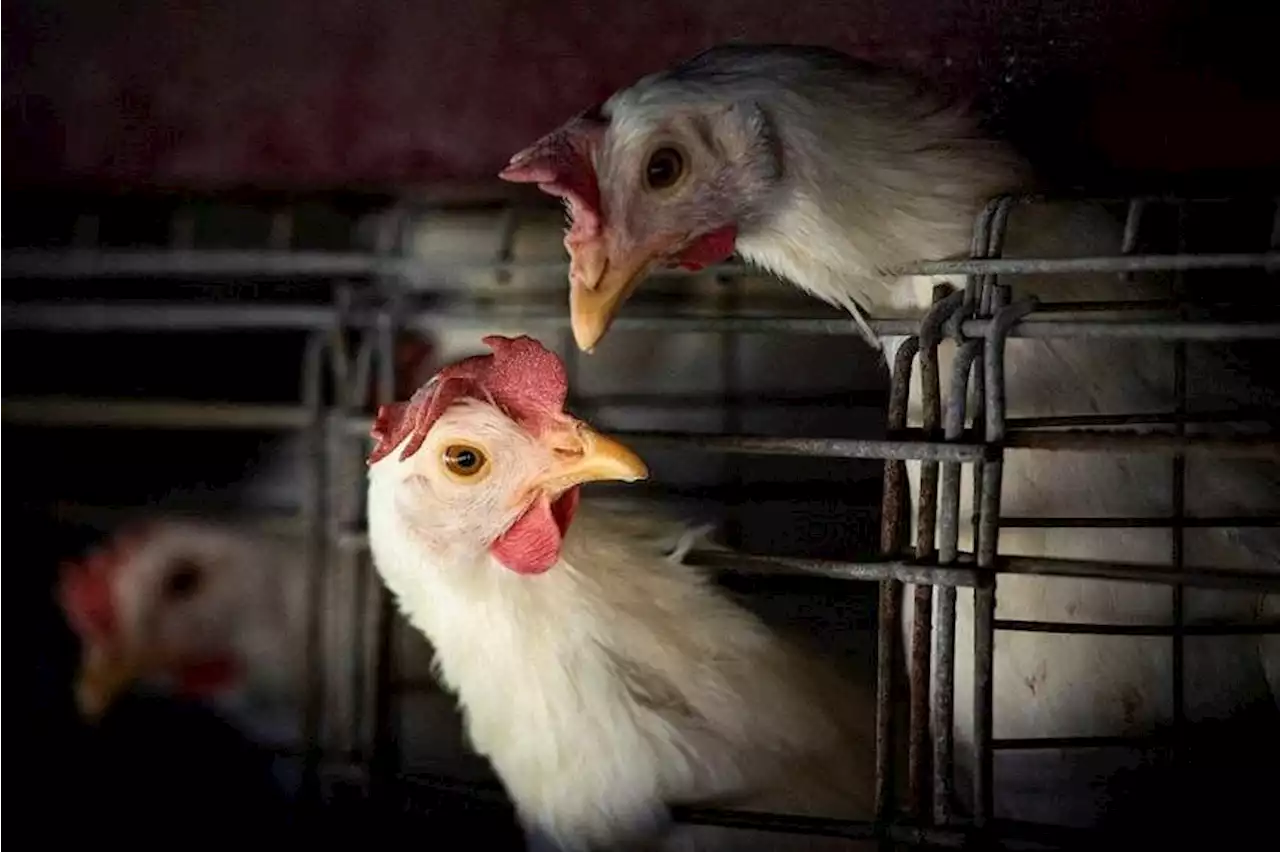 World Animal Health Organisation urges bird flu vaccination for poultry to avoid pandemic