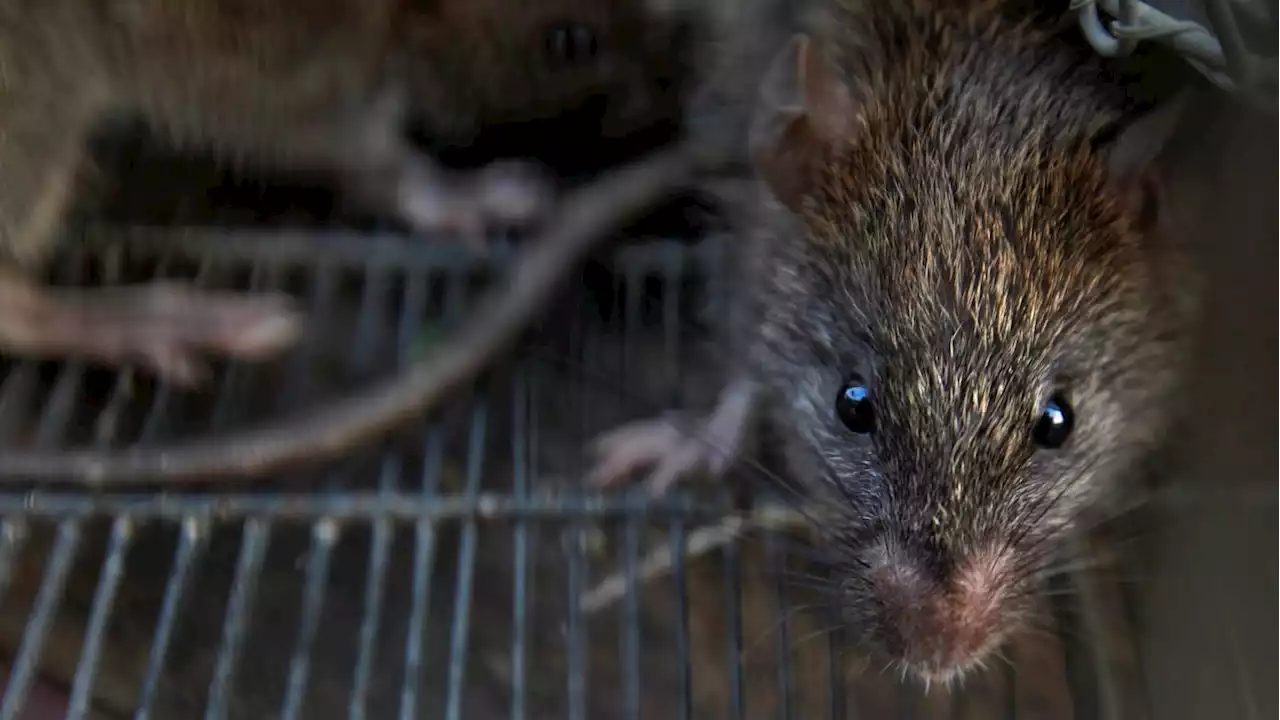 USC Halts Experiments on Cocaine-Hungry Rats