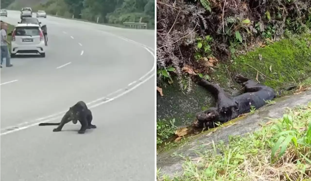 Black Panther Dies After Getting Run Over By Car In Seremban | TRP