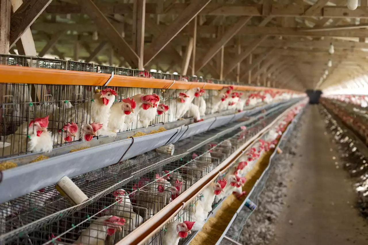 House Republicans Attempt to Block Poultry Regulation Opposed by GOP Megadonor