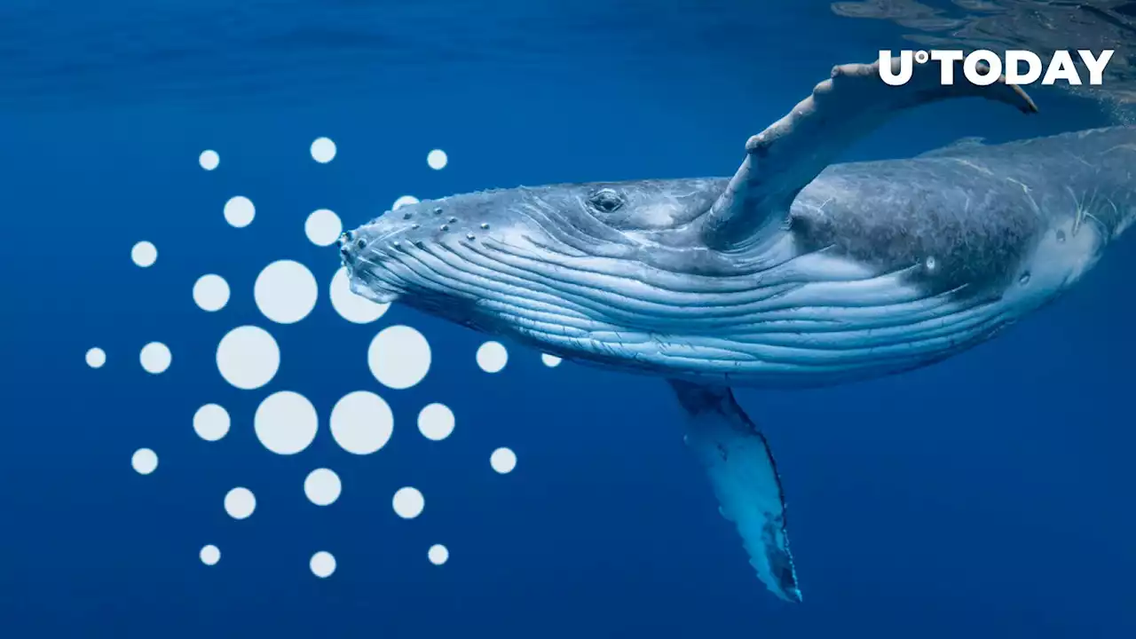 Cardano Saw 100 Billion ADA Spike of Whale Transactions: Reasons