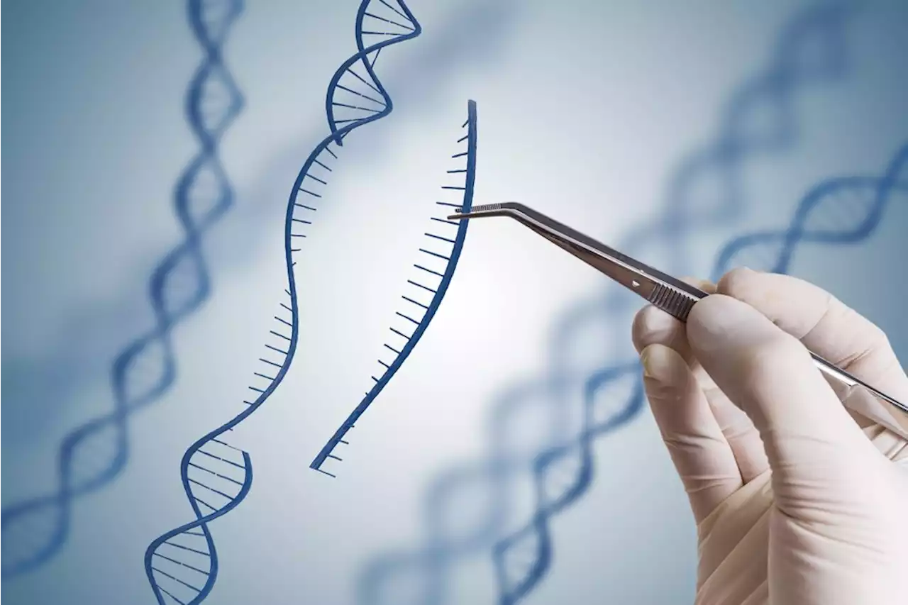 10 år med CRISPR: »Der er sket en kæmpe udvikling«