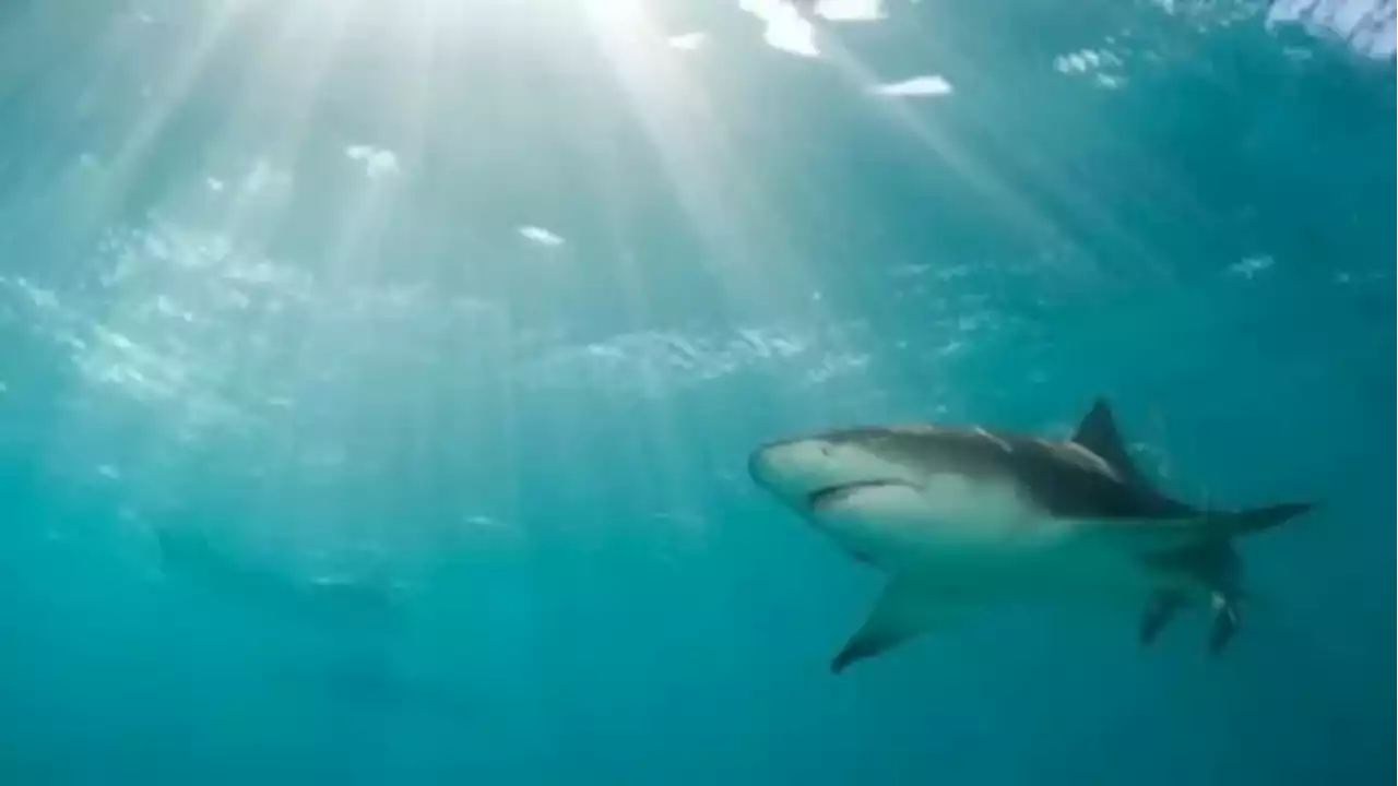 Shark in Florida Keys bites angler who reeled it in, sending man to hospital