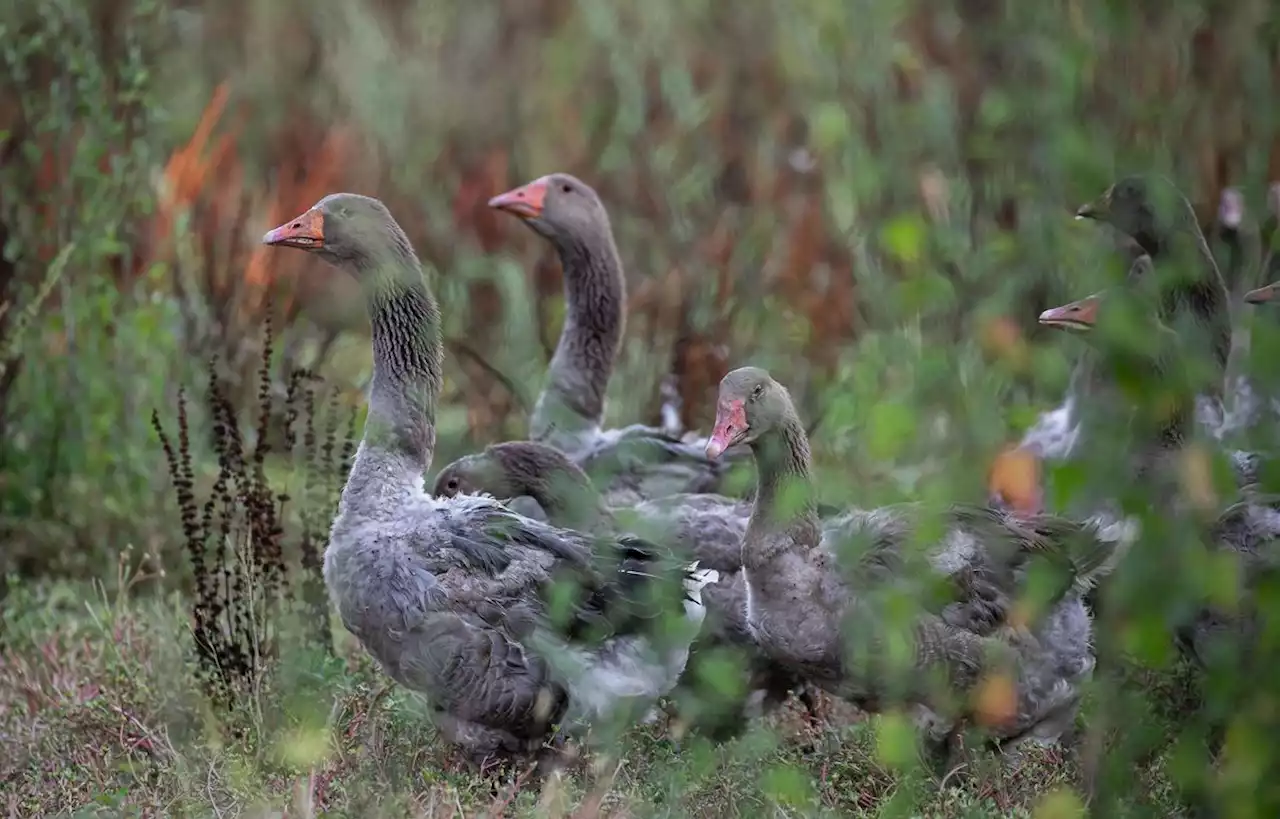 La grippe aviaire s’accélère dans le Sud-Ouest avec 900.000 animaux abattus