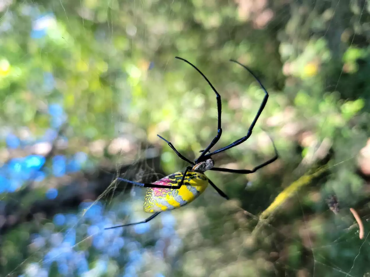 Giant Joro spider invading Southeast ‘extremely shy’ and nonaggressive, new research finds