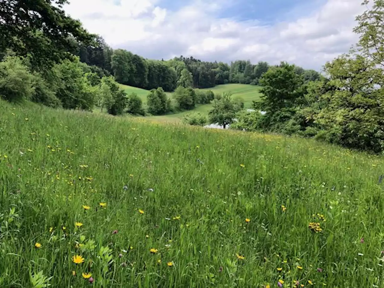 «Bereits heute auf jedem Betrieb fünf Fussballfelder für die Biodiversität» - bauernzeitung.ch