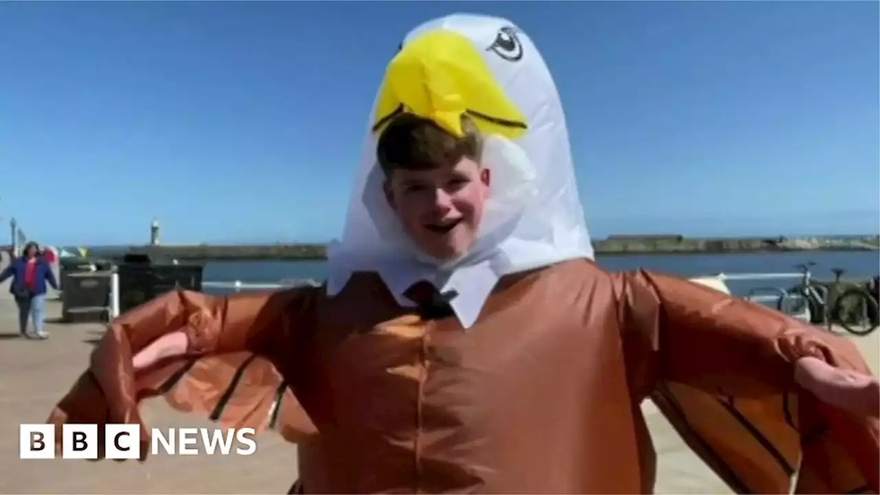 Man dressed as eagle scares gulls in Whitby