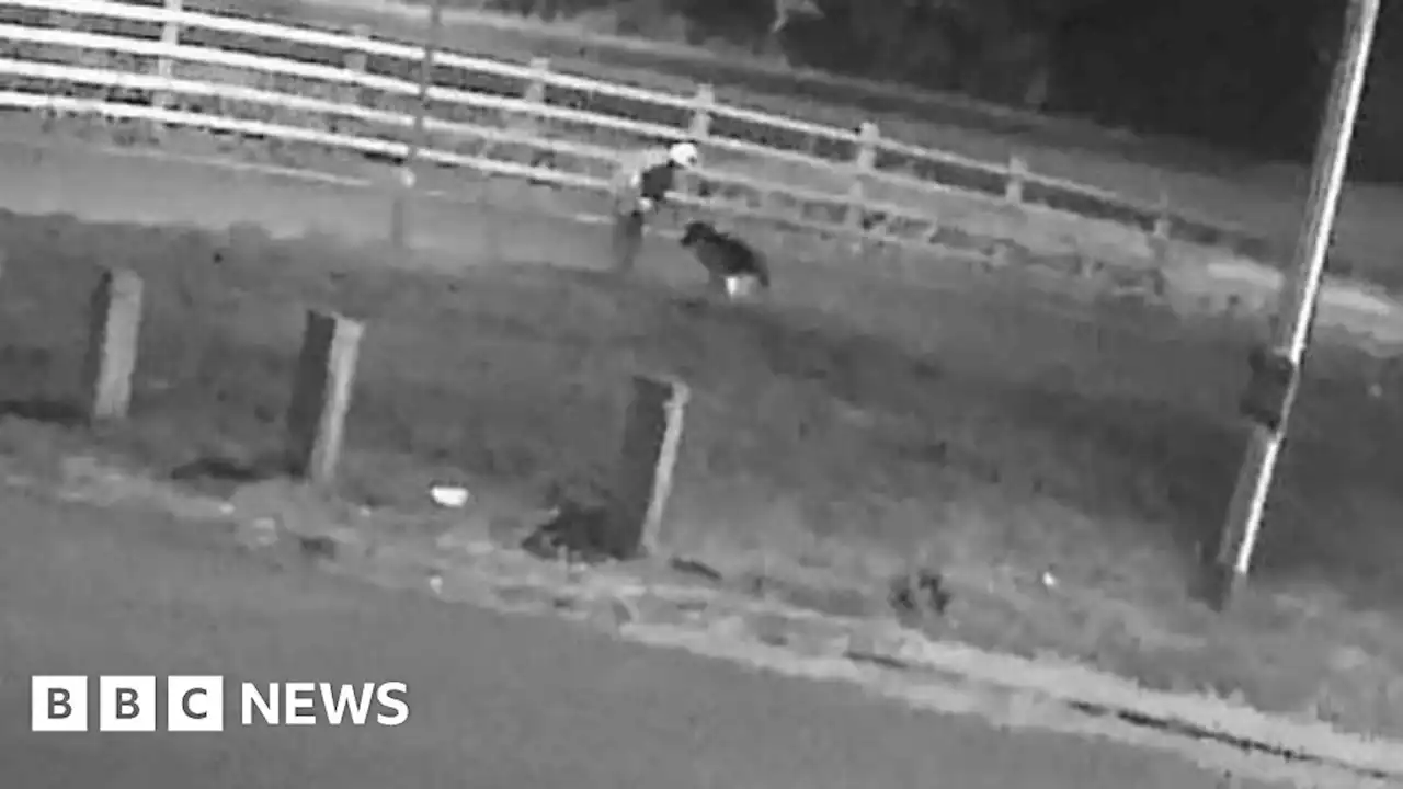 Dog abuse: German shepherd kicked by man in CCTV footage