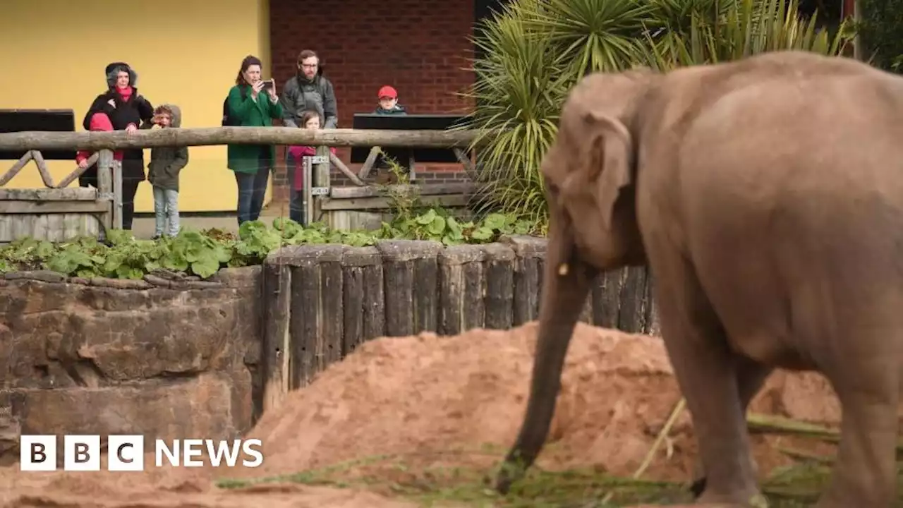 Elephants enjoy zoo visitors, study suggests