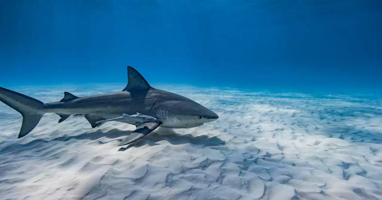 2 men bitten by sharks in Florida in less than 36 hours