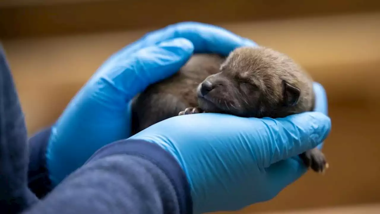 9 critically endangered red wolf pups were born at the North Carolina Zoo | CNN