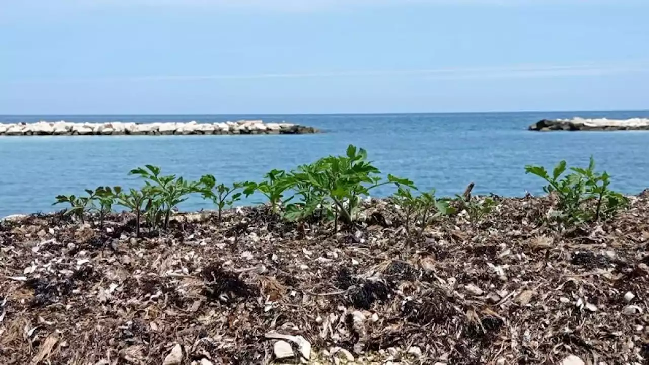 Sorpresa sul lungomare di Bari, nascono piantine di pomodoro sugli accumuli di posidonia