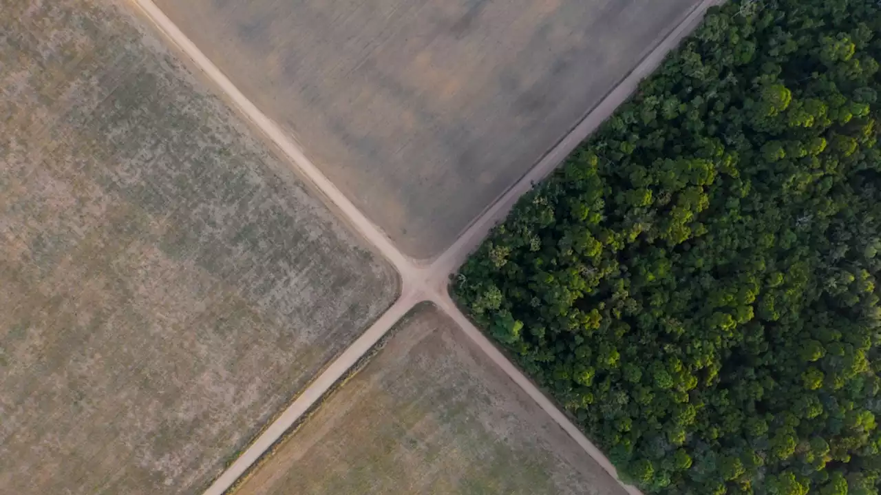 In the Amazon, Brazilian ecologists try new approach against deforestation and poverty