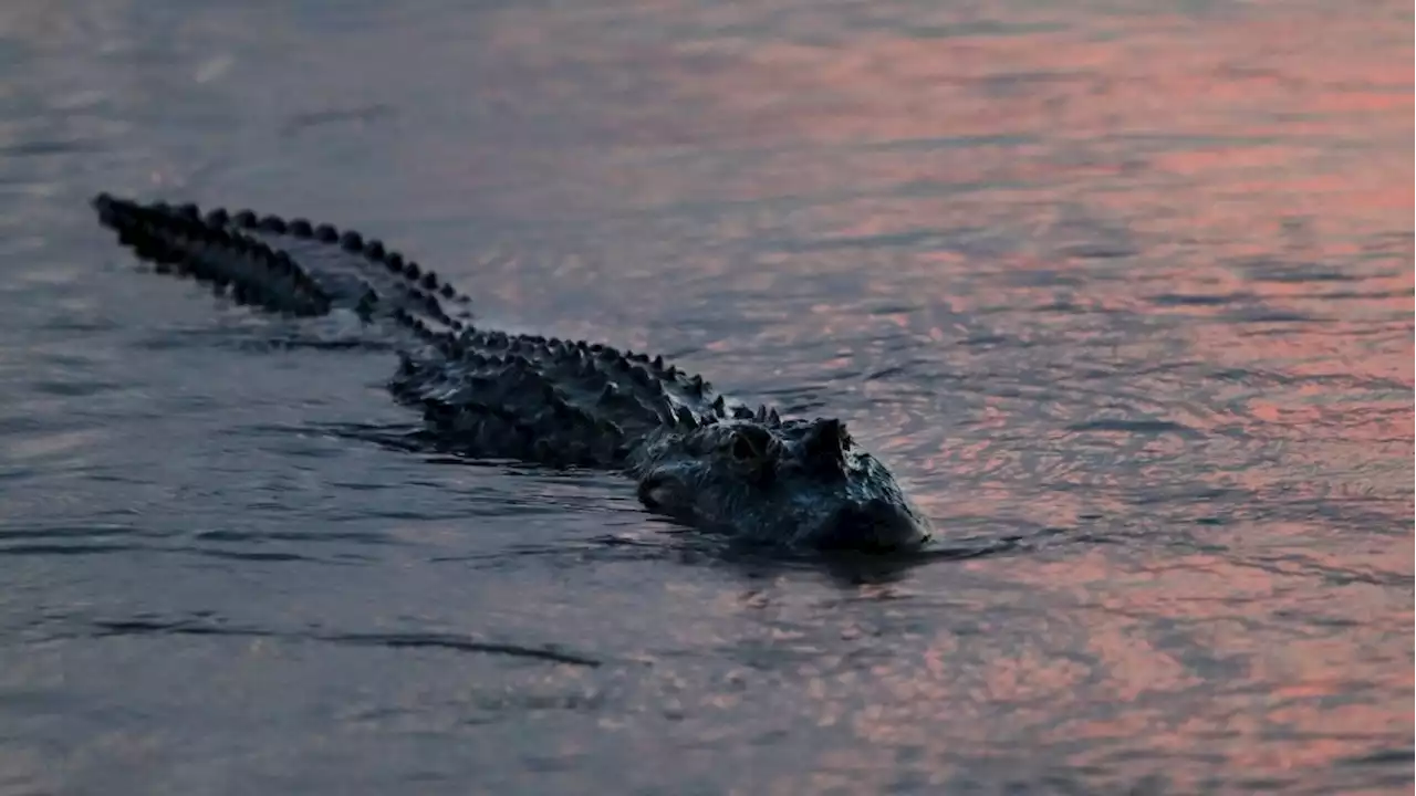 Florida man loses arm after gator attack behind bar