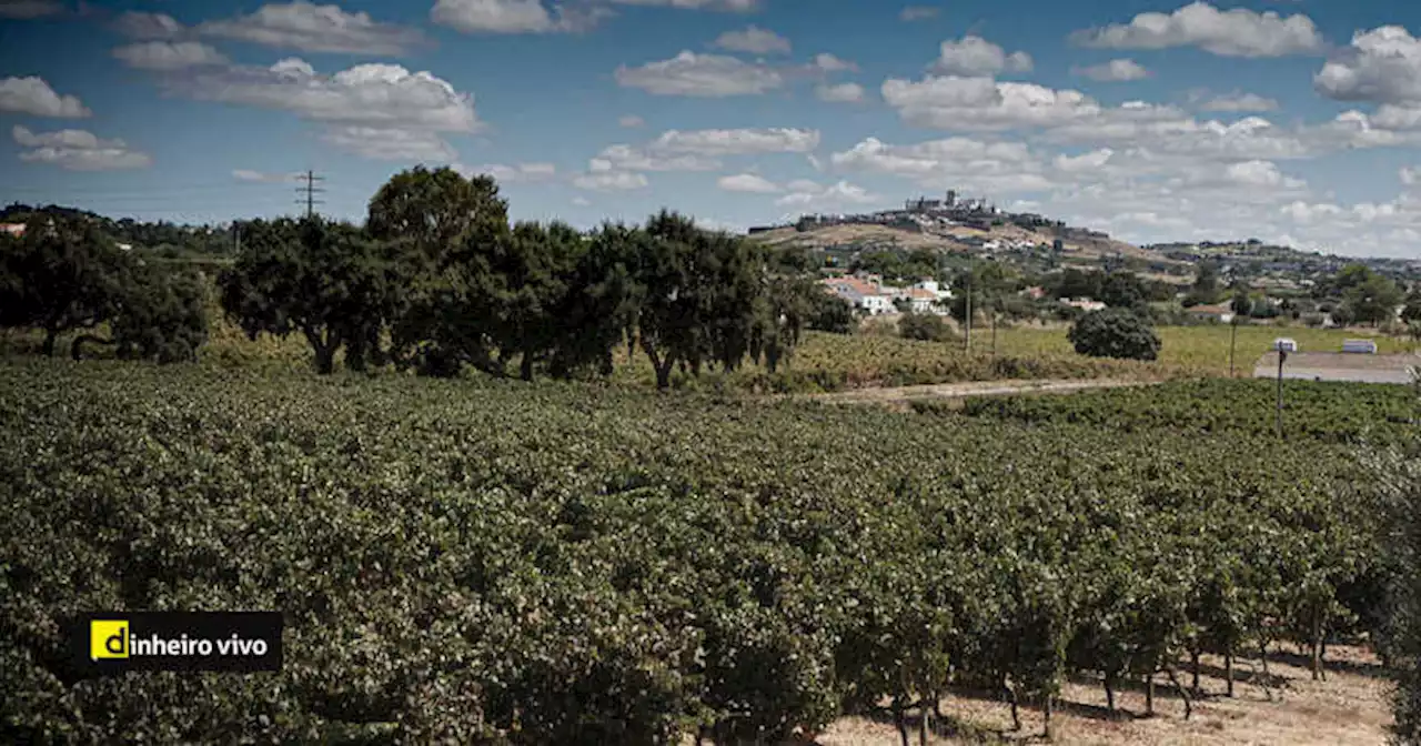 Exportações dos vinhos do Alentejo crescem 5% em volume e 3% em valor no 1.º trimestre