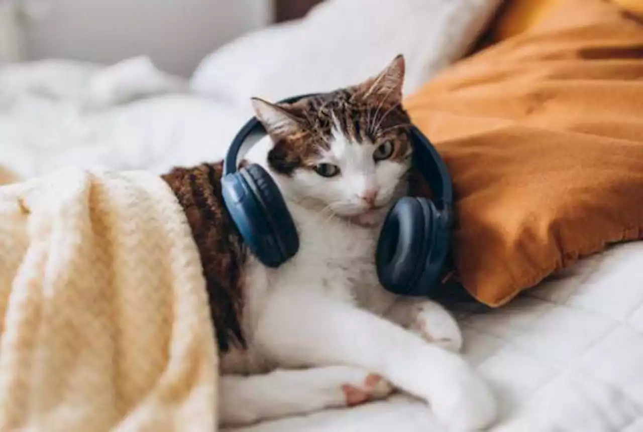 Música para gatos: los sonidos que aman y relajan a los felinos