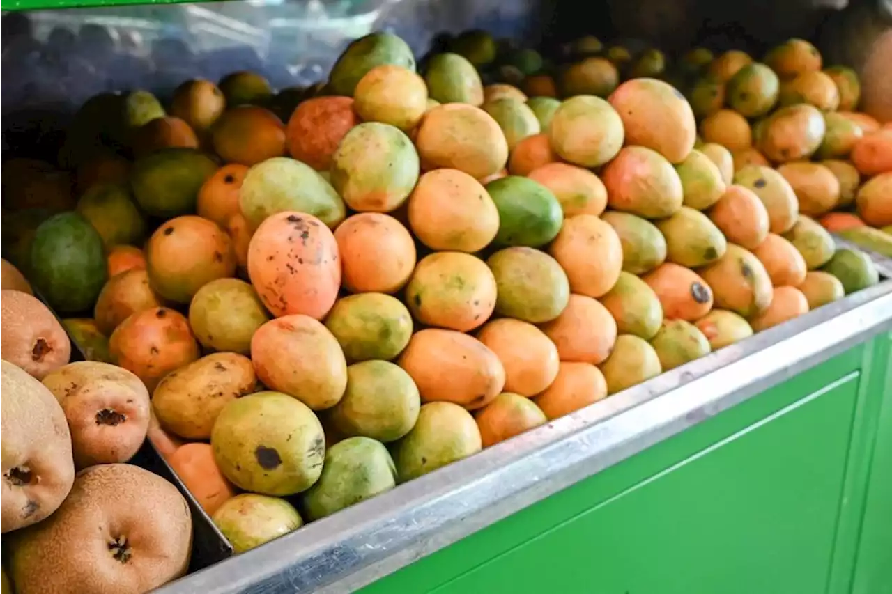 Por primera vez, Colombia exporta mango de azúcar a Estados Unidos