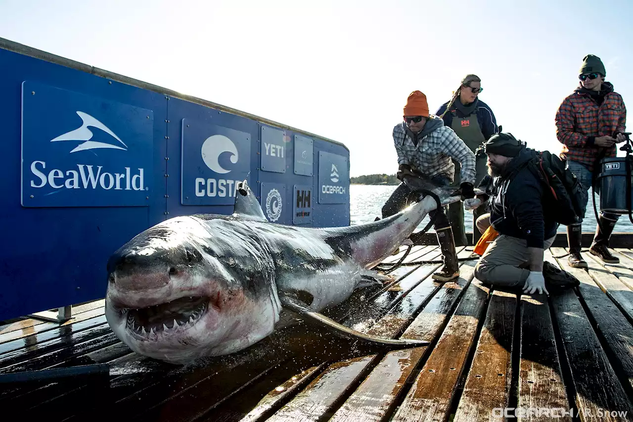 Massive shark pings tracking system just miles from popular resort town