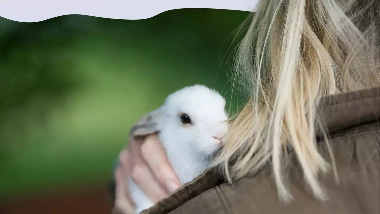 The UK Government has only announced a partial ban on animal testing for cosmetics after recent court case