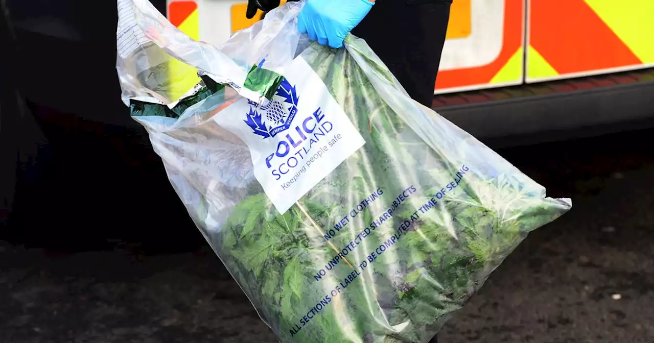 Five Glasgow areas hit as police carry out £1m cannabis raid across Scotland